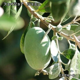 フェイジョア ジェミニ 3.5号ポット 挿木1年生 苗木