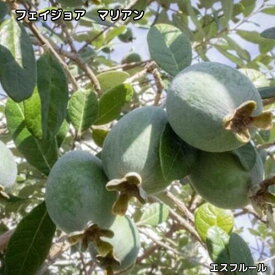 フェイジョア マリアン 挿木1年生 3.5号ポット 苗木