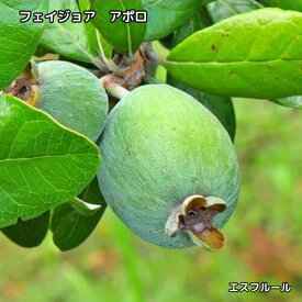 フェイジョア アポロ 挿木1年生 3.5号ポット 苗木