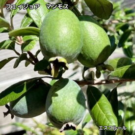 フェイジョア マンモス 挿木1年生 3.5号ポット 苗木