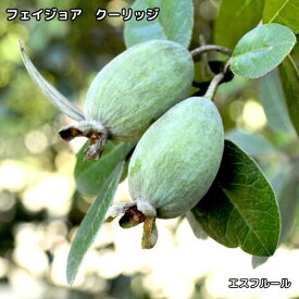 フェイジョア クーリッジ 3.5号ポット 挿木2年生 苗木