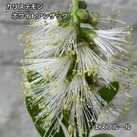 カリステモン ホワイトアンザック 4号ポット苗 キンポウジュ