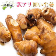 【山北産直】 生姜 訳あり 高知県産 国産 しょうが 農家直送 高知産 ショウガ B品 高知生姜 囲い生姜 洗…