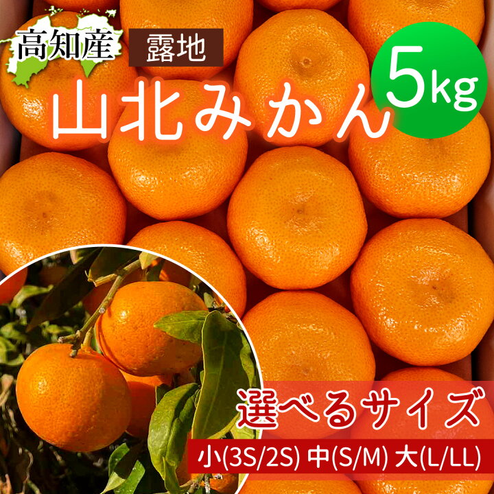 楽天市場】みかん 山北みかん 高知産 約5kg 蜜柑 温州みかん 露地 