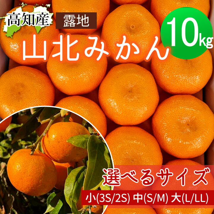 楽天市場】みかん 山北みかん 高知産 約10kg 蜜柑 温州みかん 露地 