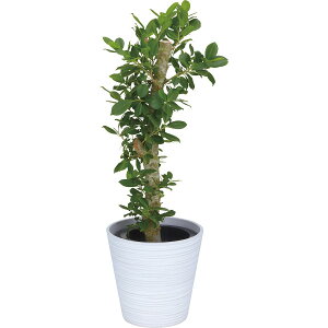 KW} 7TCY픫 22001 i  O[ A ϗtA CeAO[ rOO[ A A z[O[ K[fjO ΂̃CeA t