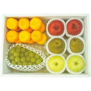 Ε 2025 ґȍYt[c5l t[c ʕ Zbg lߍ킹 ~ ~Mtg Ε Mtg 蕨 