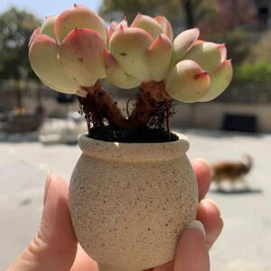 Aؔ fB[X ~j A T{e 񂹐A ~͔ v^[ 픫 fĂ AeB[N Õ