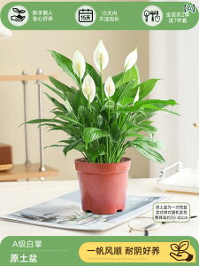 ϗtA iXpeBtBj A  lG炫 Ă₷ fXN 