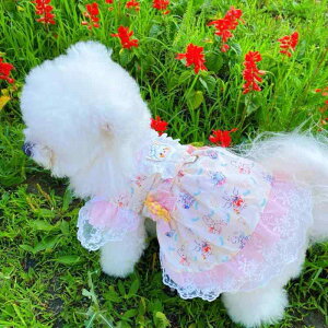  L ^p t vZX XJ[g |GXe LfBJ[ [^ 킢 sN