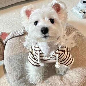 ybg   L tH p[J[ XgCv }`[Y rV efB 킢 |GXe ig