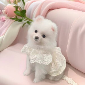  t  ^p s[X hbOEFA 󔞐F U 킢 XJ[g ё΍ |GXe