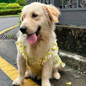 ybg p uh[ TGh XJ[g S[fgo[ {[_[R[ xXg ^ ^ 킢 pCibv F ԕ  J^c R[xxbg