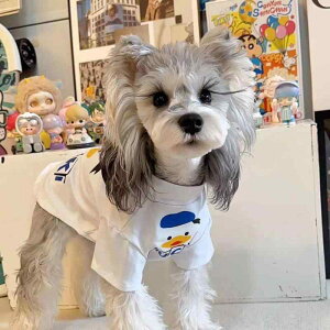 ybg ^ L fB[X Y  TVc 킢 ʋC |GXe іh~ [EFA JWA t  J[gD[ Aq XS S M L XL