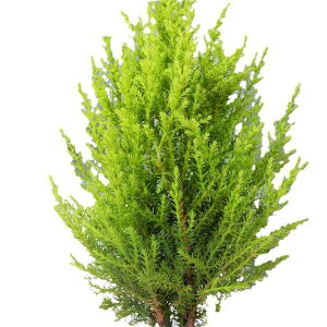 NX}Xc[  ~  ϗtA Mtg 蕨 D    