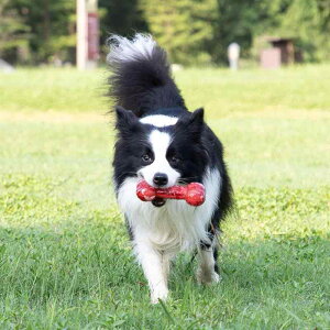 p  ^ ނ   S[fgo[  ϋv ϖՐ TPR