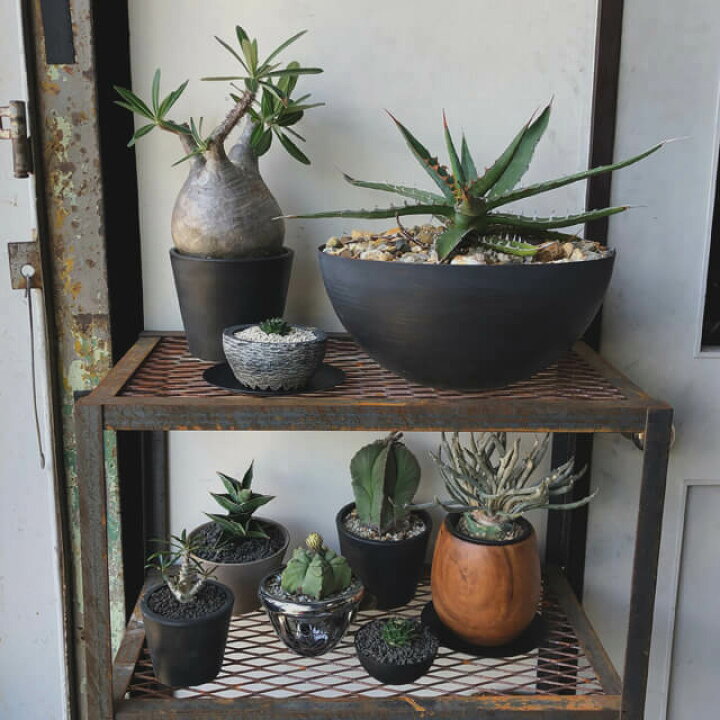 楽天市場】ムクカップS 受皿付 12cm×12.5cm 4号 植木鉢 ウッド  