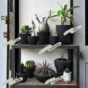 楽天市場 Black Plastic Pot Shallow Type S 5cm 7 5cm 黒 プラ鉢 浅鉢 植木鉢 ブラックポット Shallow