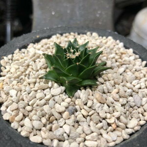 楽天市場 軽石 0 5l 化粧砂 白 小粒 送料無料 中性 マルチング おしゃれ サボテン 盆栽 アクアリウム テラリウム モダン 多孔質 ガーデニング 少量 500ml 小分け お試し 通気性 排水性 多肉 ブラックポット 根腐れ防止 化粧石 ツヤなし 培養土 細目 Ph Shallow