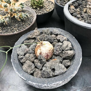 楽天市場 富士砂 大粒 L 1l 1cm 3cm 粗目 マルチング おしゃれ サボテン 盆栽 アクアリウム テラリウム モダン 多孔質 ガーデニング 選別 通気性 排水性 多肉 ブラックポット 根腐れ防止 溶岩石 スコリア 底砂 化粧砂 ツヤなし 1cm以上 大きい 1000ml Shallow
