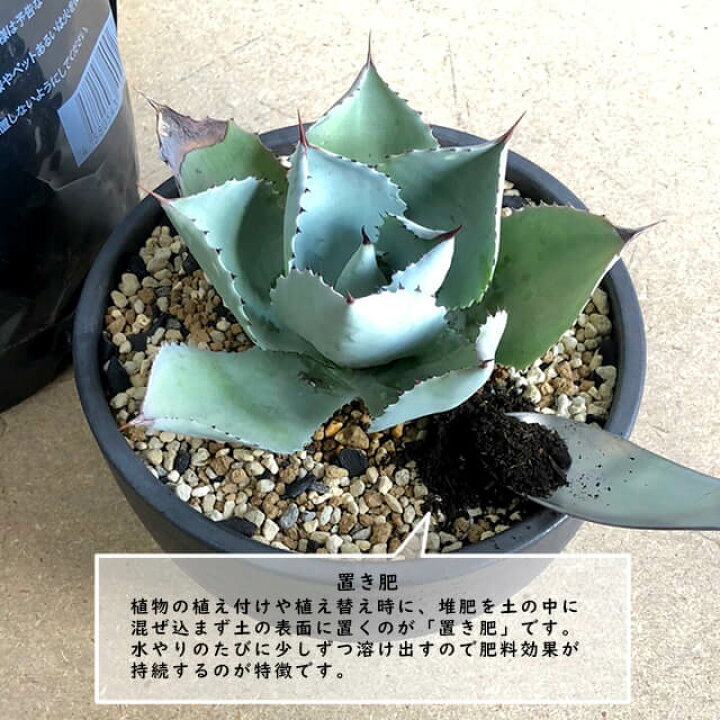 楽天市場 The Compost 1l 肥料 B C バンクスコレクション 1リットル Fds肥料 ザコンポスト 多肉 観葉植物 塊根 サボテン 熱帯観葉植物 杉山拓巳 植え替え Shallow 楽天市場 The Compost 1l 肥料 B C バンクスコレクション 1リットル Fds肥料 ザコンポスト 多肉 観葉植物 塊根 サボテン 熱帯観葉植物 杉山拓巳 植え替え Shallow