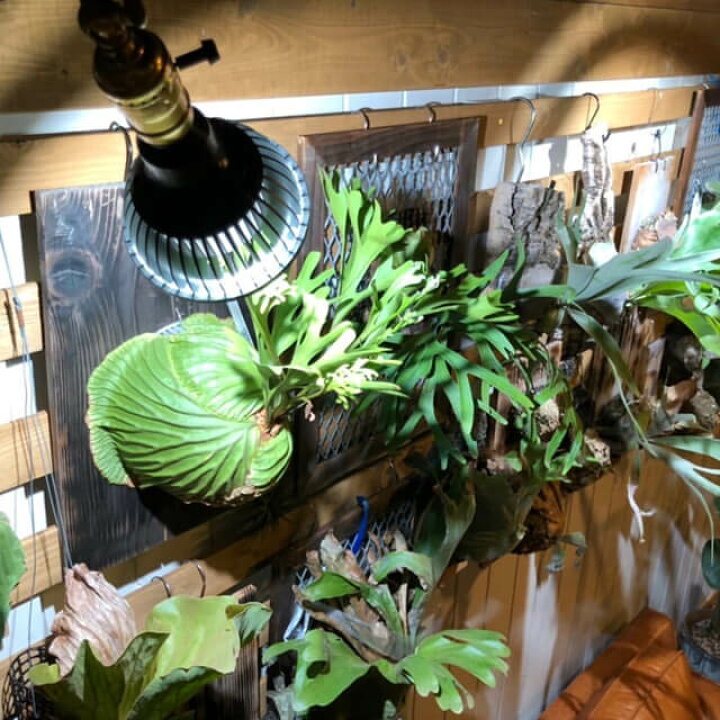 楽天市場】アマテラス【LED 20W】植物育成ライト BARREL 水槽用照明 アクアリウム 着生植物 水草 水上化 多肉 塊根 室内管理 太陽光 日照 ビカクシダ ハンギング 壁掛け植物 インテリアグリーン 熱帯魚 おしゃれ : SHALLOW 楽天市場】アマテラス【LED 20W】植物育成ライト BARREL 水槽用照明 アクアリウム 着生植物 水草 水上化 多肉 塊根 室内管理 太陽光 日照 ビカクシダ ハンギング 壁掛け植物 インテリアグリーン 熱帯魚 おしゃれ : SHALLOW