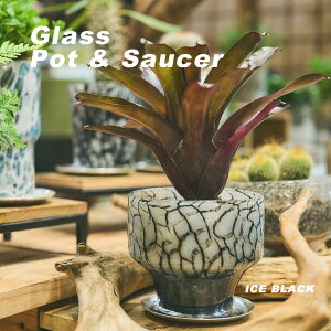 Glass Pot & Saucer KX Aؔ   NA A~\[T[ Vo[ a13cm dʊ u₩   I Cg Lh AKx  ϗtA R[fbNX  