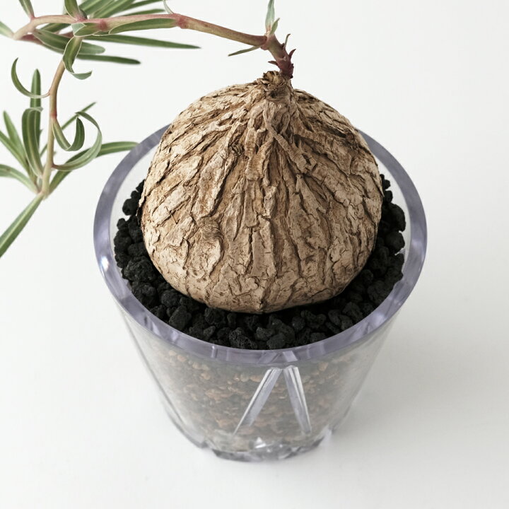 楽天市場】NEKKO-MIERU POT【S／3号・M／4号 】根が見える 透明 植木鉢 