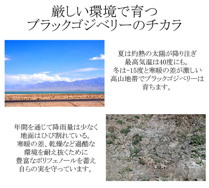10周年記念イベントが ブラックゴジベリーサプリメント 1ヶ月分 62粒 スマホ パソコン 目 眼 疲れ アントシアニン 女性 紫外線 ビタミン ブラックゴジベリーサプリメント 1ヶ月分 62粒 スマホ パソコン 目 眼 疲れ アントシアニン 女性 紫外線 ビタミン