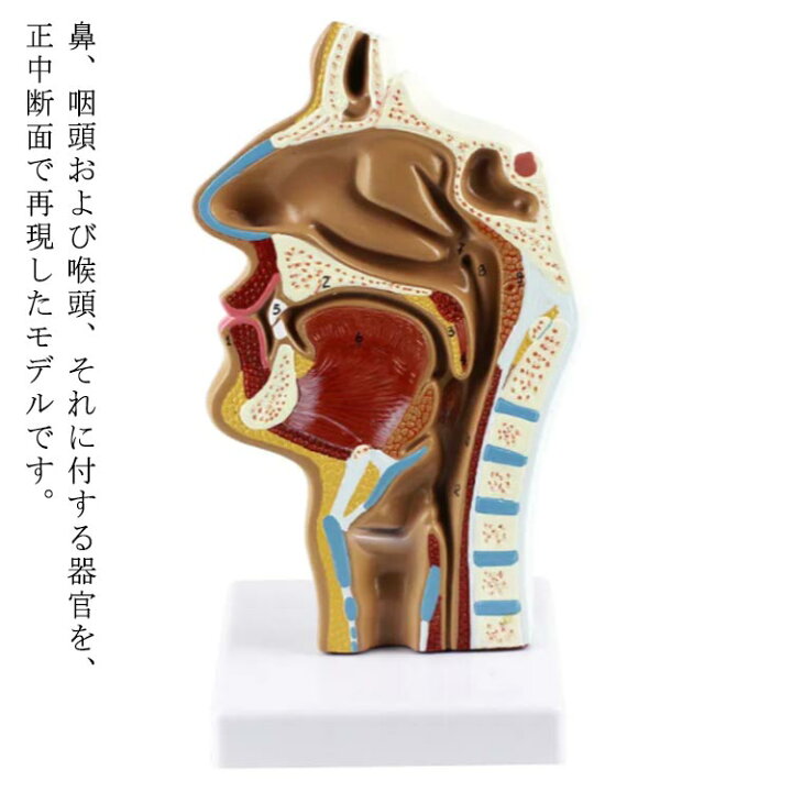 人間モデル 人体模型 解剖学的モデル 人間の解剖学的鼻腔喉解剖学医療モデル科学教室研究ディスプレイ教育用 人体解剖 人体モデル Amazon.co.jp: 人体模型 頭口鼻喉モデルの解剖学高度な縮小医療教育学習教育モデル 人体解剖モデル : 産業・研究開発用品