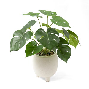 yX[p[Z[聚P20{tztFCNO[ Xe ̌^ lHϗtA 픫t 32cmb͂Ă  CeAO[ sv Mtgɂ