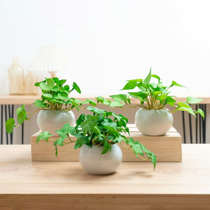 楽天市場】フェイクグリーン 3点セット 卓上 ミニ 人工観葉植物 陶器鉢 