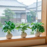 【スーパーSALE】先着50名★10%OFF フェイクグリーン 卓上 3点セット 鉢付き 人工 観葉植物 おしゃれ イ…