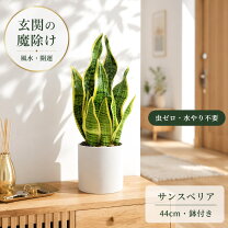 楽天市場】フェイクグリーン 光触媒 サンスベリアの通販