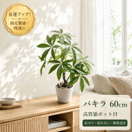 【フェイクグリーン パキラ】 60cm 人工観葉植物 リアル 観葉植物 金運 仕事運 風水 開運 商売繁盛 陶器…