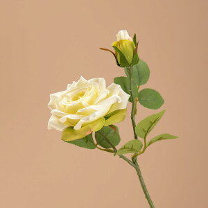 WillingYou  u[P ԉŃu[P EFfBOu[P CeA t[AWg kX^C lHϗtA  Vv ze ItBX X Ƃ̑ ̓ v[g Mt