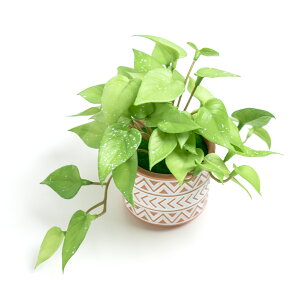 uoׁvtFCNO[  lHϗtA tFCNO[ 1_Zbg ϗtA tFCN  L  G} ϗtA ~j  AXE̗t