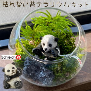 苔 テラリウム キットの人気商品 通販 価格比較 価格 Com 苔 テラリウム キットの人気商品 通販 価格比較 価格 Com