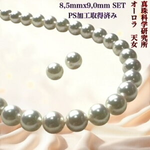 y^Ȋw I[V8.5mmx9.0mm2_SETziPSH擾ρjVӕʏ lbNX 2_Zbg i^lbNX AR^ ōi j w Ǝ ̓ Ԏ