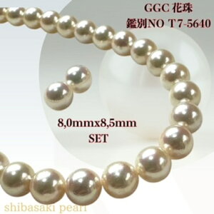 y11/20-27Gg[P10{zGGCԎ8.0mmx8.5mmCO sAXSETԎӕʏ lbNX 8.0mmx8.5mm p[lbNX i^lbNX AR^ ōi {^j w Ǝ@