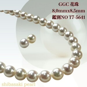 y11/20-27Gg[P10{zGGCԎ8.0mmx8.5mmCO sAXSETԎӕʏ lbNX 8.0mmx8.5mm p[lbNX i^lbNX AR^ ōi {^j w Ǝ@
