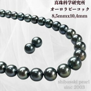 yyVX[p[Z[P10{ő20OFFzy^ȊwI[s[RbN8.5mmx10.4mmCO sAX2_SETz ^  NX}X NNn