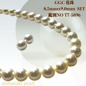 y11/20-27Gg[P10{zGGCԎ8.5mmx9.0mmCO sAXSETԎӕʏ lbNX 8.5mmx9.0mm p[lbNX i^lbNX AR^ ōi {^j w Ǝ@