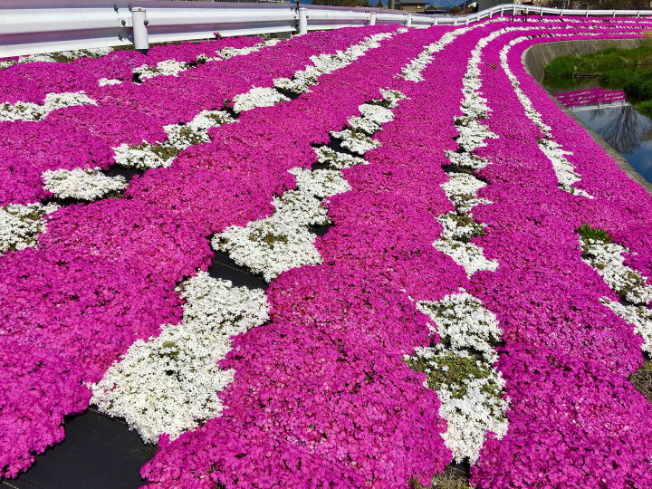 楽天市場 芝桜 シバザクラ ダニエルクッション 1株 鮮やかなピンクの花 9センチ 3号ポット レビューを書いて芝桜に良い特典肥料あり 芝桜専門店なので 高品質 最安値 春 秋 ガーデニング 芝桜の店 Piccolo Fiore