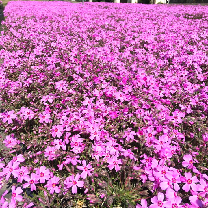 楽天市場 芝桜 シバザクラ オータムローズ 桃色の花 10株セット 3号9センチポット 芝桜専門店なので高品質 最安値 春 秋 ガーデニング ピンク 芝桜の店 Piccolo Fiore