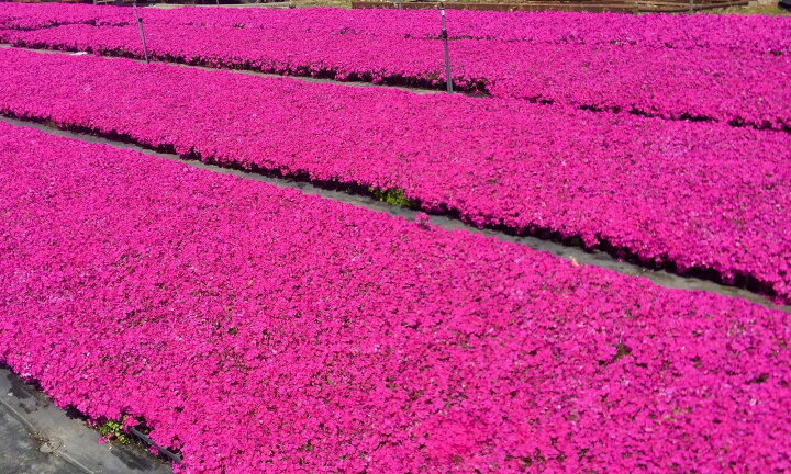楽天市場 芝桜 シバザクラ ダニエルクッション 10株セット 鮮やかなピンクの花 9センチ 3号ポット レビューを書いて芝桜に良い特典肥料あり 芝桜専門店なので 高品質 最安値 春 秋 ガーデニング 植え付け 植栽 適期 グランドカバー 芝桜の店 Piccolo Fiore