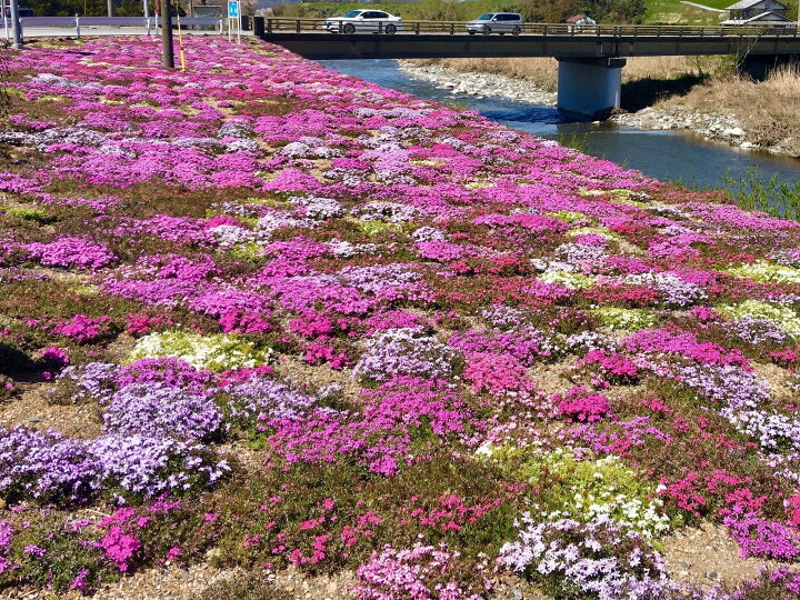 楽天市場 芝桜 シバザクラ オータムローズ 桃色の花 10株セット 3号9センチポット 芝桜専門店なので高品質 最安値 春 秋 ガーデニング ピンク 芝桜の店 Piccolo Fiore