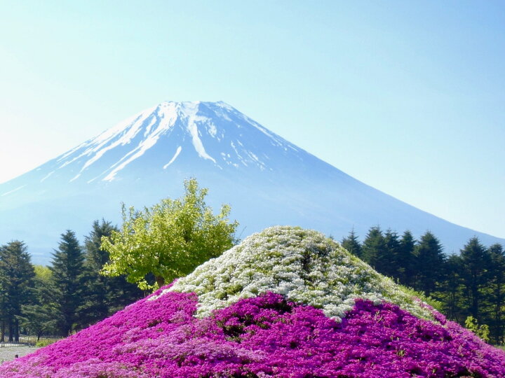 楽天市場 芝桜 スカーレットフレイム 赤い花 40株セット 9センチ３号ポット 送料無料 北海道 沖縄県 離島は別途必要になります レビューを書いて 芝桜に良い特典あり 芝桜専門店なので高品質 最安値 春 秋 ガーデニング 芝桜の店 Piccolo Fiore