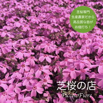 楽天市場】ダニエルクッションの通販