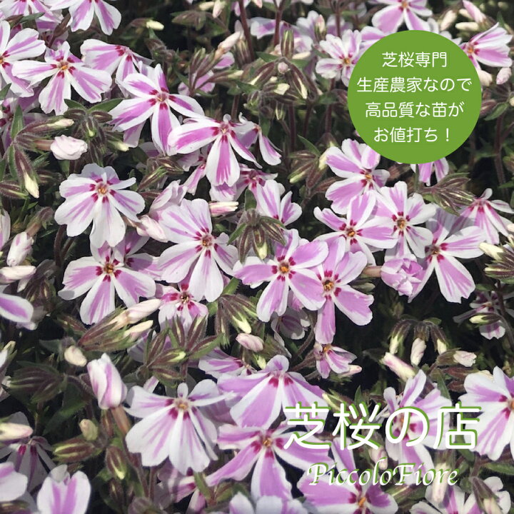 楽天市場 芝桜 シバザクラ 1株 キャンディストライプ 多摩の流れ ３号 9センチポット レビューを書いて特典あり 芝桜専門店なので高品質 最安値 春 秋 ガーデニング バイカラー 芝桜の店 Piccolo Fiore
